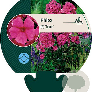 Phlox (P) 'Tenor' GM P9