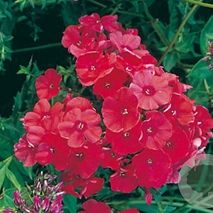 Phlox (P) 'Tenor' GM P9