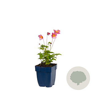 Anemone h. 'Splendens' GM  P11