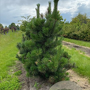 Pinus uncinata 100-125 cm draadkluit solitair