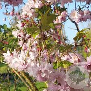 Prunus incisa 'Oshidori' 250-300 cm draadkluit struik