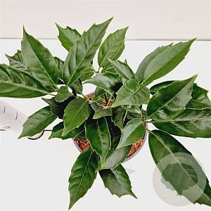 Aucuba jap. 'Rozannie' 10-15 cm 2,5L