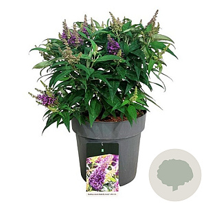 Buddleja d. B. Candy Little Lila 20-25 cm 2,0L