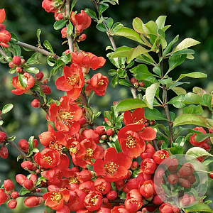 Chaenomeles sup. 'Red Trail' 30 cm 3,0L
