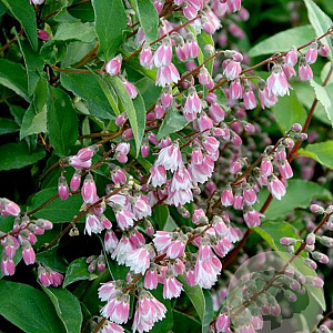 Deutzia scabra 'Codsall Pink' 30-40 cm 3,0L