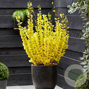 Forsythia int. Mikador 25-30 cm 3,5L