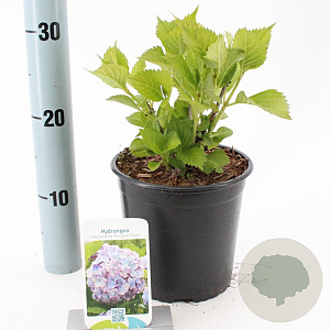 Hydrangea m. 'Bouquet Rose' 20-25 cm 2,0L