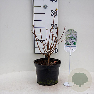 Hydrangea pan. 'Brussels Lace' 25-30 cm 3,5L