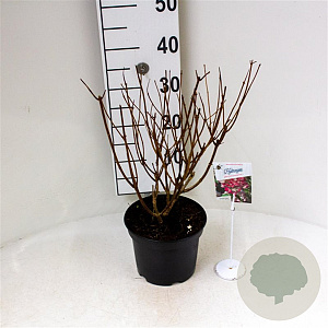 Hydrangea pan. Diamantino 30 cm 3,0L