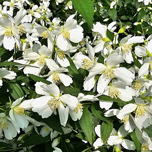 Philadelphus 'Silberregen' 30-40 cm 3,0L
