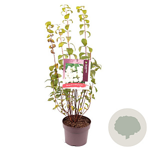 Philadelphus 'Snowbelle' 30-40 cm 3,0L