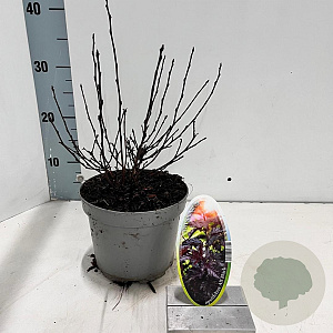 Physocarpus opulif. All Black 25-30 cm 2,0L