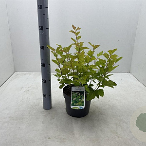 Physocarpus opulif. 'Nugget' 30-40 cm 3,0L