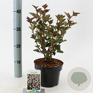 Physocarpus opulif. 'Red Baron' 25-30 cm 2,0L