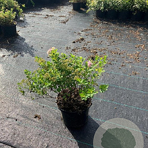 Spiraea jap. 'Little Princess' 25-30 cm 2,0L