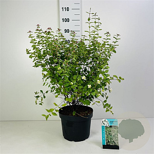 Symphoricarpos d. 'White Hedge' 30-40 cm 3,0L
