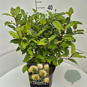 Cephalanthus occidentalis 35-40 cm 10L