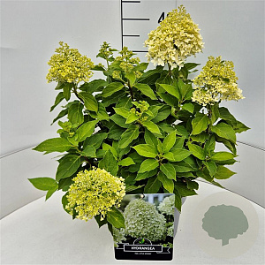 Hydrangea pan. Little Spooky 30-35 cm 10L