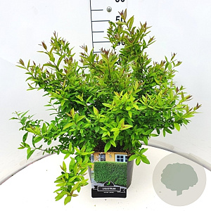 Ligustrum vulg. 'Lodense' 30-40 cm 10L