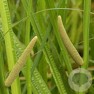 Acorus calamus GM P9