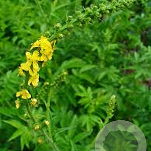 Agrimonia procera GM P9