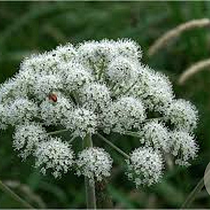 Angelica sylvestris GM P9