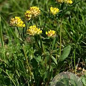 Anthyllis vulneraria GM P9