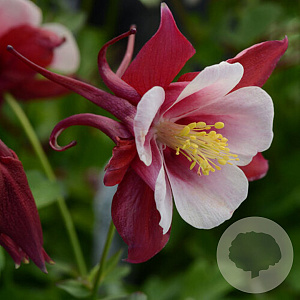 Aquilegia Earlybird Red White GM P9