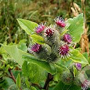 Arctium minus GM P9