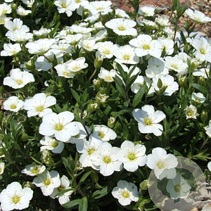 Arenaria montana 'Mont Blanc' GM P9