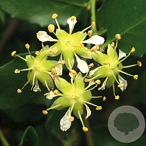 Quillaja saponaria 35-40 HO cont. 220L