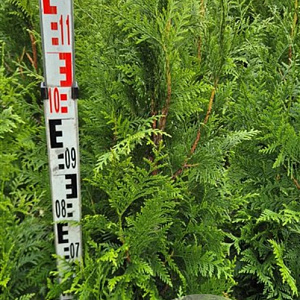 Thuja pl. 'Excelsa' 120-140 cm met kluit