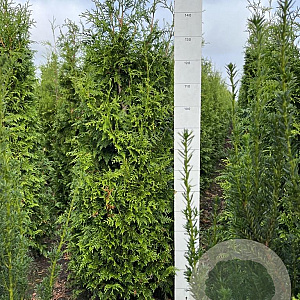 Thuja pl. 'Gelderland' 140-160 cm met kluit