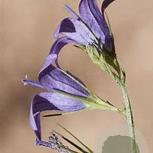 Campanula rapunculus GM P9