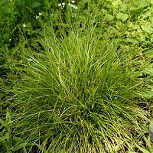 Carex elongata GM P9