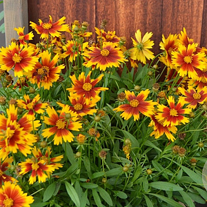 Coreopsis Uptick Gold & Bronze GM P9