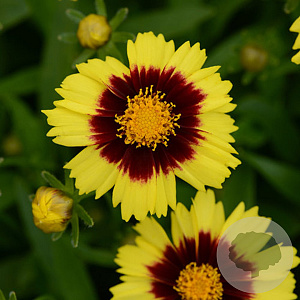 Coreopsis Uptick Yellow & Red GM P9
