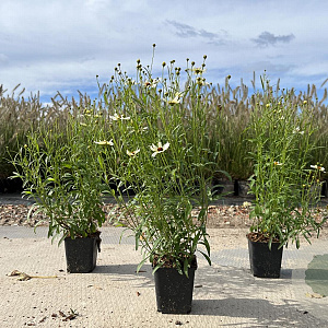 Coreopsis v. 'Fool's Gold' GM P9