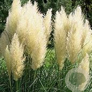 Cortaderia s. 'White Plume' GM C5