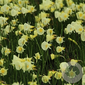 Narcissus (bul) 'Spoirot' GM P9