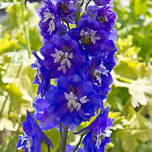 Delphinium cultorum 'Pacific Giants Blue Bird' GM P9