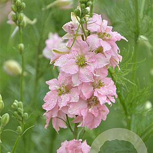 Delphinium Ocean Pink GM P9