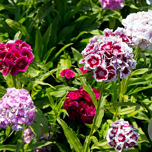 Dianthus b. Nana Compacta Mix GM P9