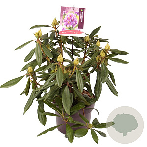 Rhododendron 'Marcel Menard' 30-40 cm 5,0L