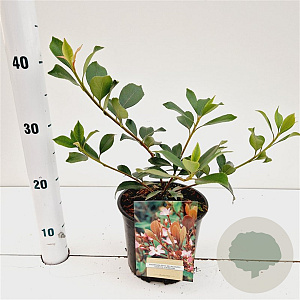 Rhaphiolepis del. Coates Crimson 20-30 cm 2,0L