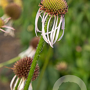 Echinacea pallida 'Hula Dancer' GM P9