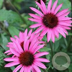 Echinacea purpurea 'Bright Rose' GM P9