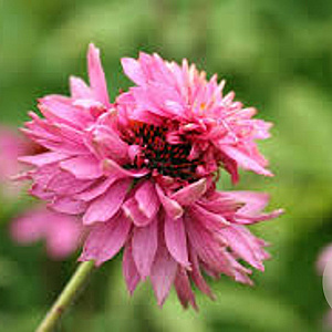 Echinacea p. 'Double-Decker' GM P9