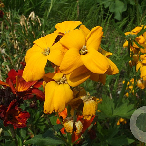 Erysimum cheiri GM P9