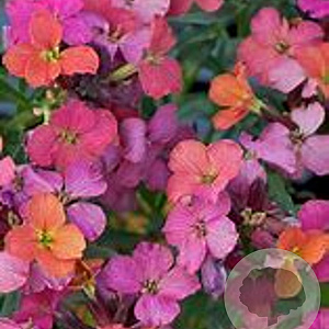 Erysimum 'Red Jep' GM P9